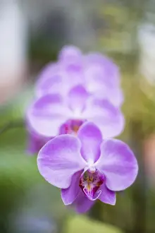 Sri Lanka Prints: Orchids in the Orchid House, Kandy Royal Botanical Gardens