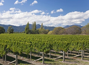 Orderly rows of vines in a typical Wairau Valley vineyard, Renwick, near Blenheim
