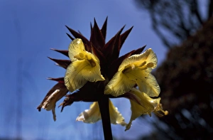 Blooms Prints: Orectanthe sceptrum, summit of Mount Roraima, Venezuela, South America