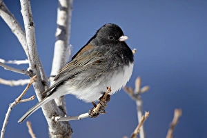 Images Dated 26th December 2007: Oregon Junco (Junco hyemalis oreganus), a Dark-Eyed Junco (Junco hyemalis)