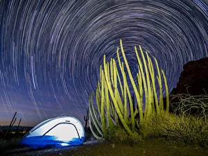 Organ pipe cactus at night with Geminid Meteor Shower, Organ Pipe Cactus National