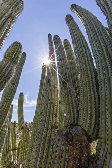 Himalaya Beach Prints: Organ pipe cactus (Stenocereus thurberi)