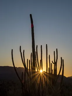 Organ pipe cactus (Stenocereus thurberi) at sunset, Organ Pipe Cactus National Monument