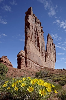 Yellow Flowers Prints: The Organ with rough mulesears (Wyethia scabra), Arches National Park, Utah