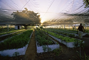Images Dated 13th February 2008: Organic farming, Cuba, West Indies, Central America