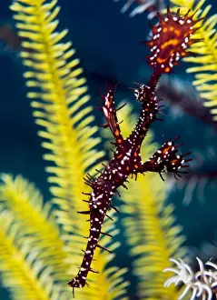 Sabah Prints: Ornate ghost pipefish (harlequin ghost pipefish) (Solenostomus paradoxus)
