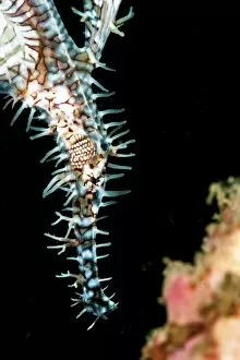 Images Dated 28th May 2008: Ornate ghostpipefish (Solenostomus paradoxus) female, Sulawesi, Indonesia, Southeast Asia, Asia