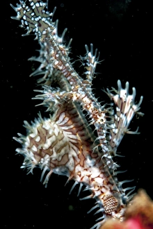 Images Dated 28th May 2008: Ornate ghostpipefish (Solenostomus paradoxus) female, Sulawesi, Indonesia, Southeast Asia, Asia