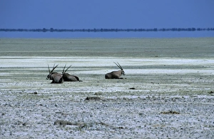 Illusion Prints: Oryx, gemsbok