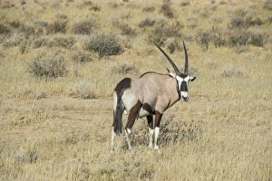 Antelope Prints: Oryx, Kalahari Transfrontier Park, South Africa, Africa