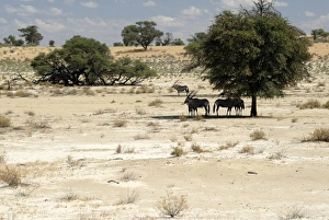 Shelter Prints: Oryx in Kgalagadi Transfrontier Park, South Africa, Africa