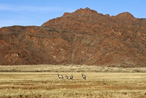 Images Dated 7th January 2009: Oryx, Naukluft National Park, Namibia, Africa