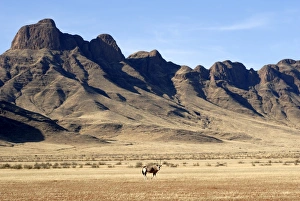 Images Dated 7th January 2009: Oryx, Naukluft National Park, Namibia, Africa