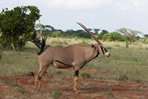 Horns Prints: Oryx (Oryx gazella), Tsavo East National Park, Kenya, East Africa, Africa