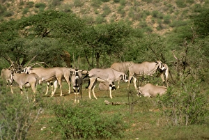 Oryx, Samburu National Reserve