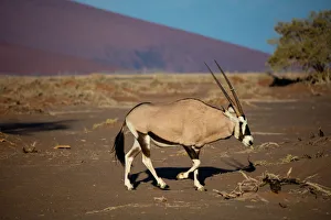 Namibian Prints: Oryx strolls through the Sossusvlei National Park, Namibia, Africa