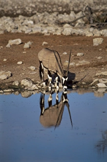 One Animal Only Prints: Oryx at waterhole