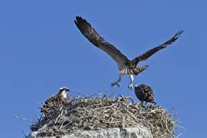 Sea Bird Prints: Osprey (Pandion haliaetus) chick practising flight