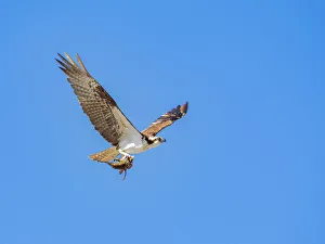 Raptor Prints: Osprey (Pandion haliaetus), with fish on Isla San Lorenzo