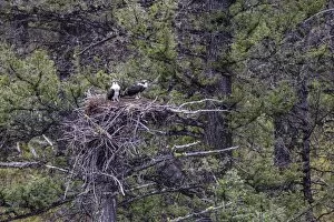 Nest Collection: Osprey (Pandion haliaetus) fledglings on nest, Yellowstone National Park