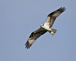 Raptor Prints: Osprey (Pandion haliaetus) in flight