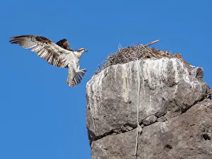 Rope Prints: Osprey (Pandion haliaetus), in flight to its nest
