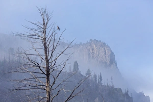 Pandion Haliaetus Prints: Osprey (Pandion haliaetus) along the Madison River