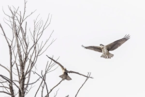 Osprey (Pandion haliaetus) along the Madison River, Yellowstone National Park, Wyoming, United States of America, North America