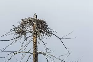 Nest Collection: Osprey (Pandion haliaetus) on nest along the Madison River, Yellowstone National Park, Wyoming