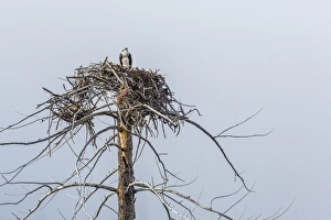Pandion Haliaetus Prints: Osprey (Pandion haliaetus) on nest along the Madison River