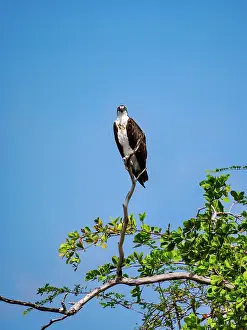Raptor Prints: Osprey (Pandion haliaetus) by the New River, Orange Walk District, Belize