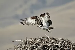 Nest Collection: Osprey (Pandion haliaetus) taking off from its nest, Lemhi County, Idaho