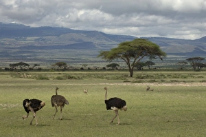 Ostriches Prints: Ostrich, Amboseli National Park, Kenya, East Africa, Africa