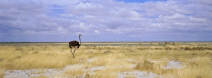 Ostrich, Etosha National Park