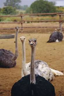 Ostrich farm in Oudtshoorn