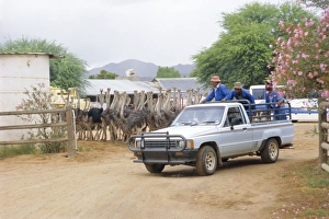 Ostriches Prints: Ostrich farm in Oudtshoorn