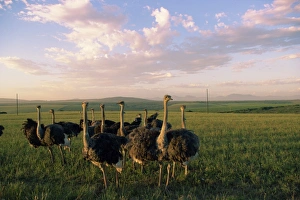 Ostriches Prints: Ostrich farms