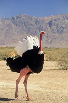 Tall Prints: Ostrich, Hai-Bar Yotvata Reserve, Arava Valley, Negev, Israel, Middle East, Western Asia