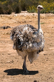 Struthio Camelus Prints: Ostrich in Ostrich Safari Park, Oudsthoorn, South Africa, Africa