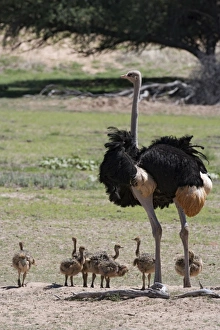 Northern Cape Prints: Ostrich (Struthio camelus)