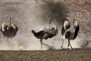 Images Dated 19th January 2000: Ostrich (Struthio camelus)