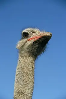 Ostrich (Struthio camelus), captive in ostrich breeding farm, Cumbria, England