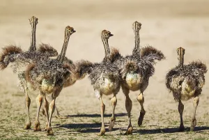Young Animals Prints: Ostrich (Struthio camelus), five chicks