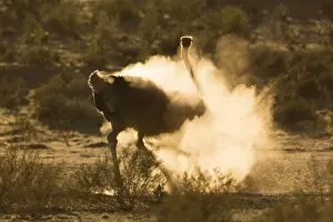 Dust Gallery: Ostrich (Struthio camelus) dustbathing, Kgalagadi Transfrontier Park, South Africa