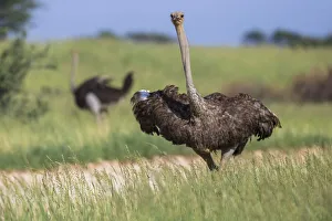 Northern Cape Prints: Ostrich (Struthio camelus) female