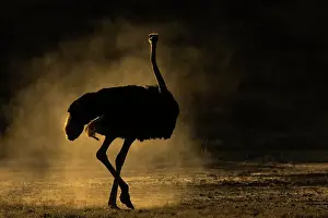 Dust Prints: Ostrich (Struthio camelus), Kgalagadi Transfrontier Park, Northern Cape, South Africa