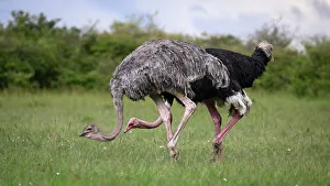Savannah Prints: Ostrich (Struthio Camelus), Maasai Mara, Mara North, Kenya, East Africa, Africa