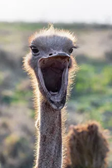 Humour Prints: Ostrich (Struthio camelus) male, Zimanga private game reserve, KwaZulu-Natal, South