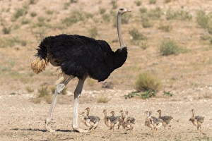 Northern Cape Prints: Ostrich (Struthio camelus) male with chicks