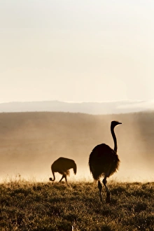 Struthio Camelus Prints: Ostrich (Struthio camelus), in morning mist, Mountain Zebra National Park
